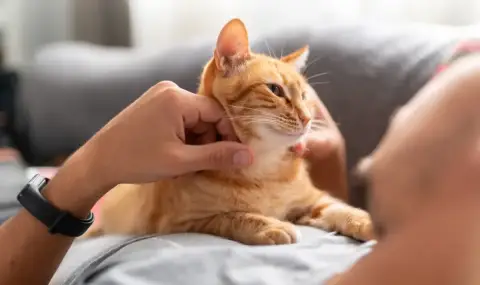 Котките също страдат от деменция