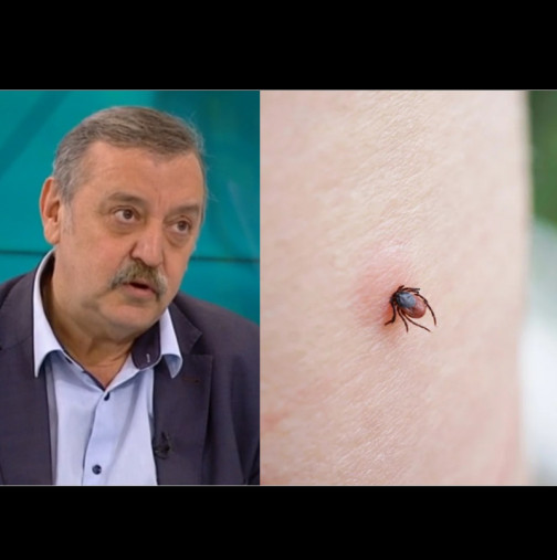 внимание при разходки: как да оцелеем сред кърлежите и комарите през лятото