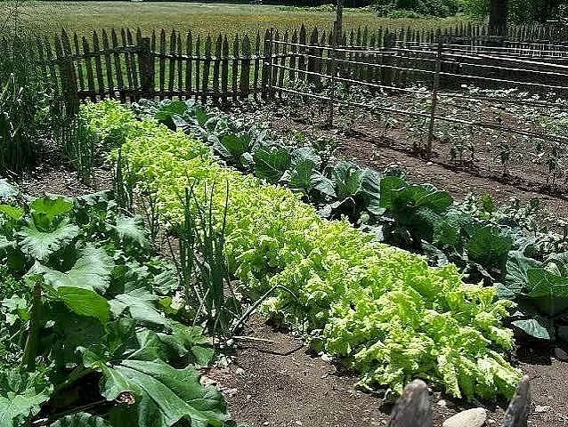 природна алхимия в двора: забравените тайни за рекордна реколта