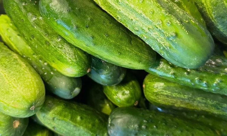 Битката за оцеляването на българската краставица: Защо фермерите блокират пътищата?