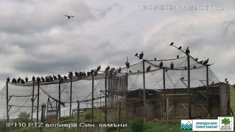 Възвращането на небесните гиганти: Как „Сините камъни“ станаха дом на лешоядите