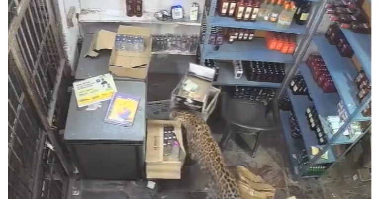 Див гост в бутилката: Ужасът в индийски магазин за алкохол
