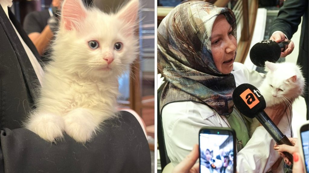 неочакваният гост на срещата на нато в анкара: котката локум стана звезда