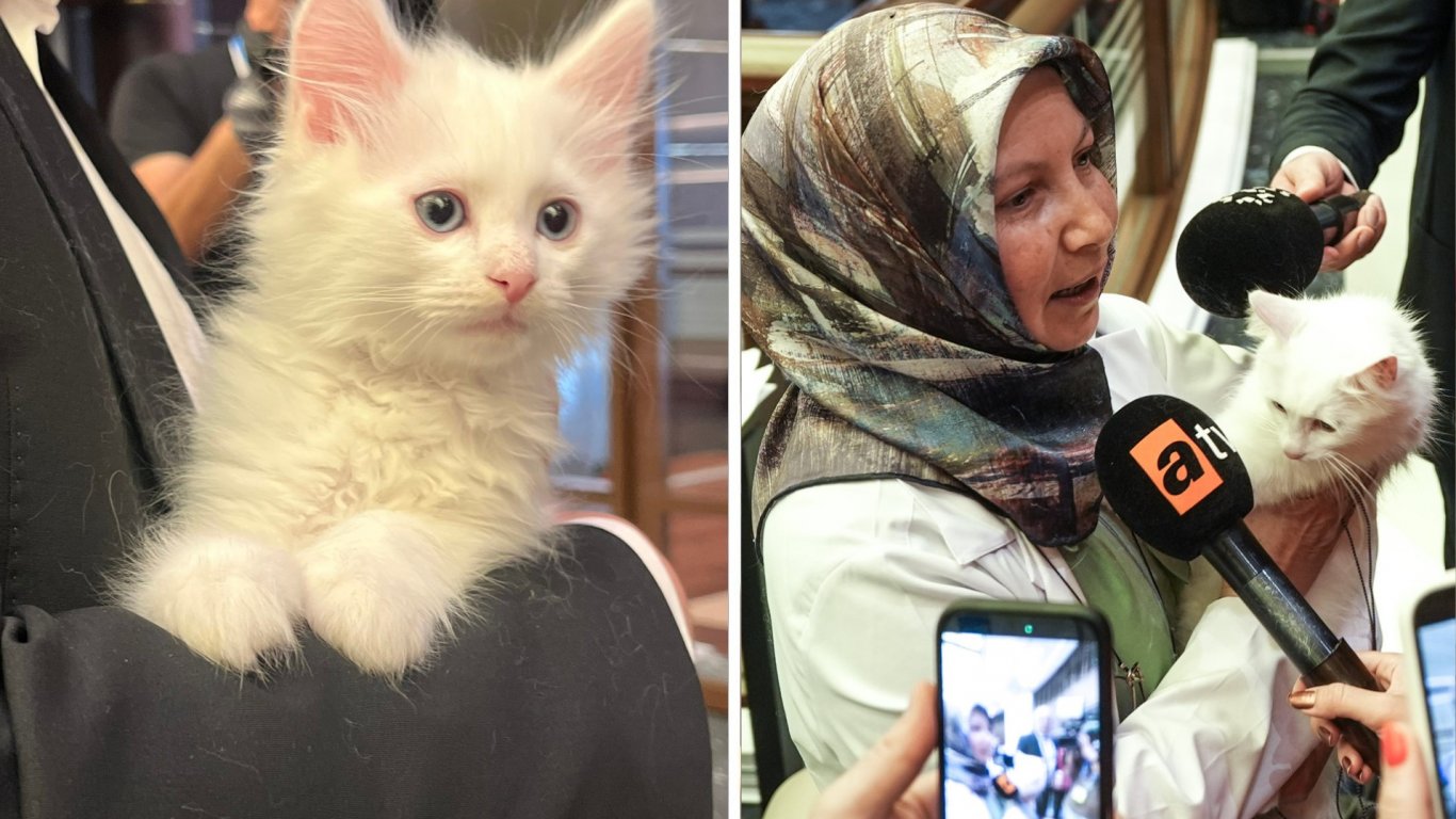 неочакваният гост на срещата на нато в анкара: котката локум стана звезда