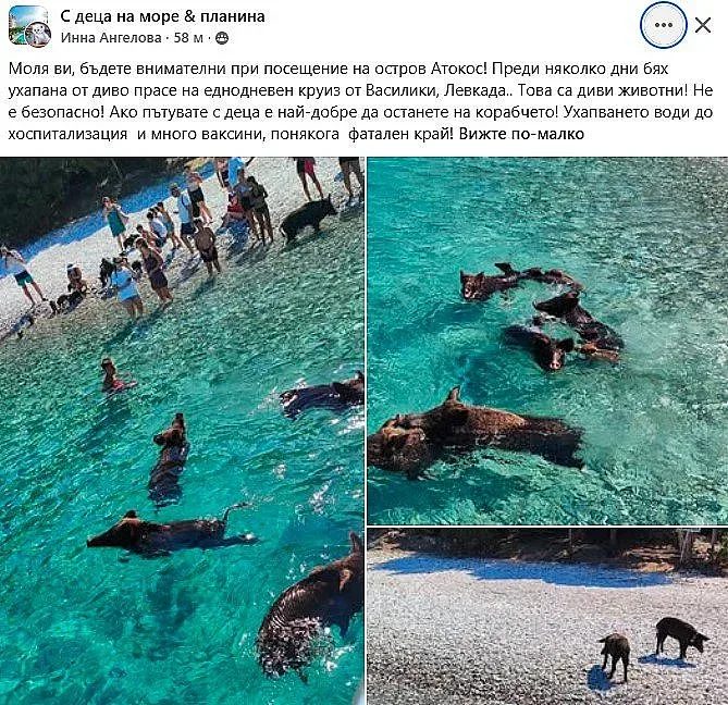 Опасна атракция: Диви прасета на гръцки остров нападат туристи