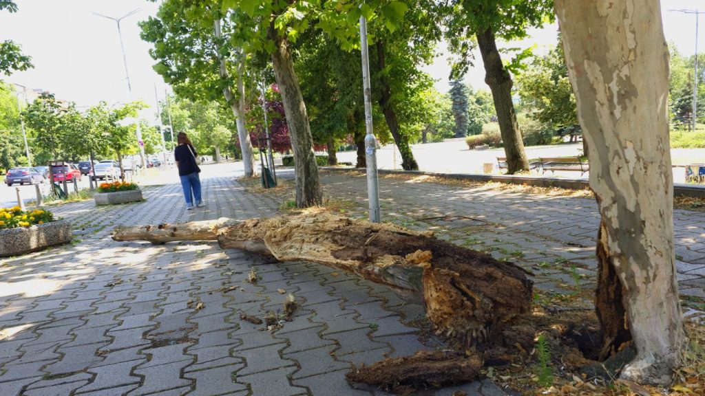 опасност в центъра: изгнило дърво се срина до софийския университет