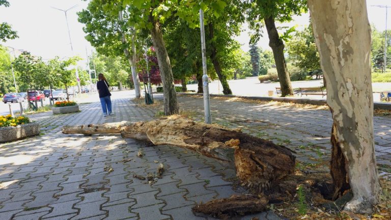 Опасност в центъра: Изгнило дърво се срина до Софийския университет