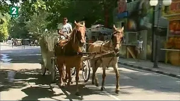 под жежкото слънце: тъмната страна на туристическите файтони по черноморието