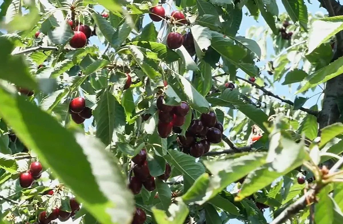 тайната на богатата реколта: изкуството на стратегическото подрязване
