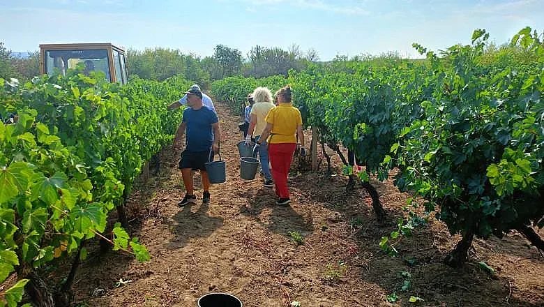горчиви плодове на добрата реколта: защо българските лозари са в беда?