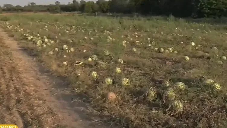 сладки плодове, горки сълзи: българската диня губи битката с вноса