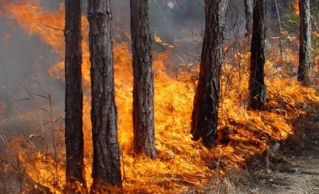детска безотговорност едва не изпепелява гора и къщи в градец
