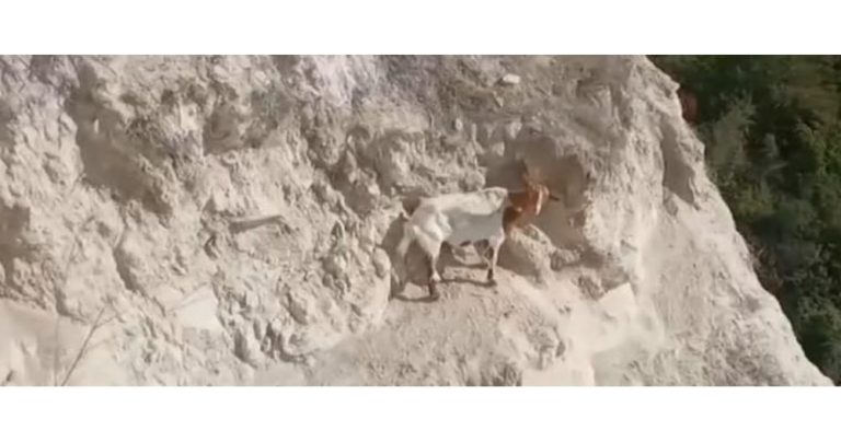 Чудо в скалите: Спасената коза намери нов дом и компания в Добрич