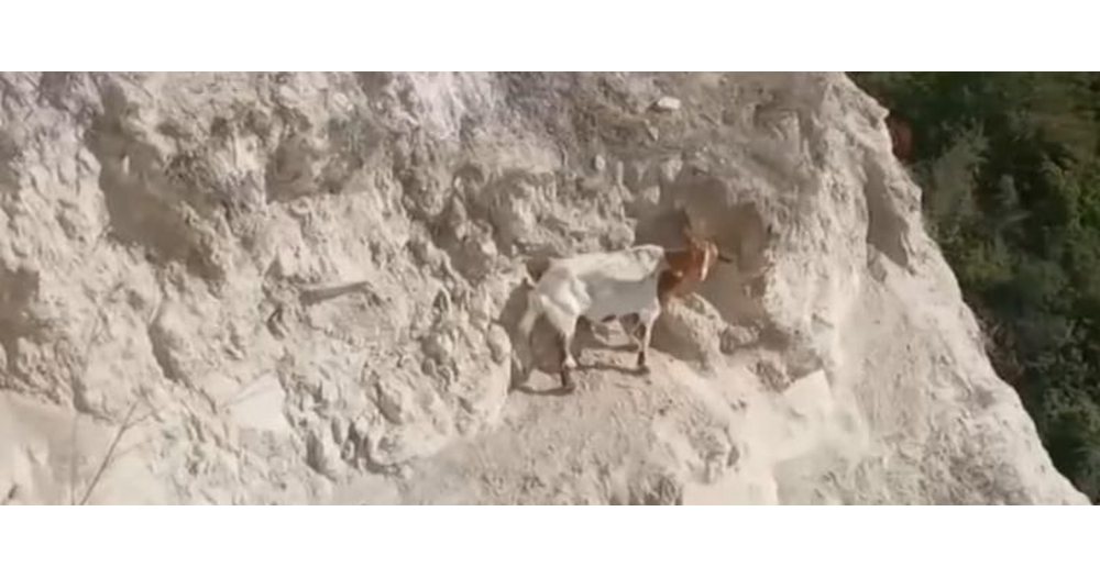чудо в скалите: спасената коза намери нов дом и компания в добрич
