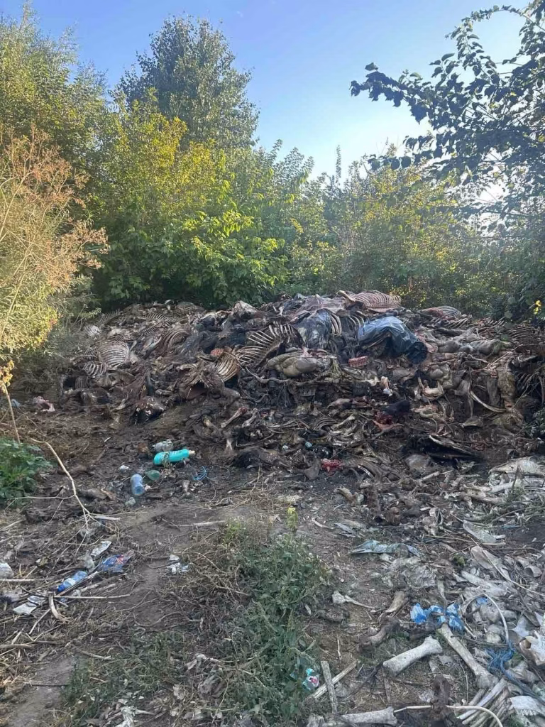 край на тайния цех за коняти меса в самуилово