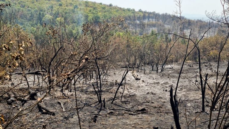 Огнената стихия не прощава: Българският „Кугър“ на колене, докато пламъците прескачат граници