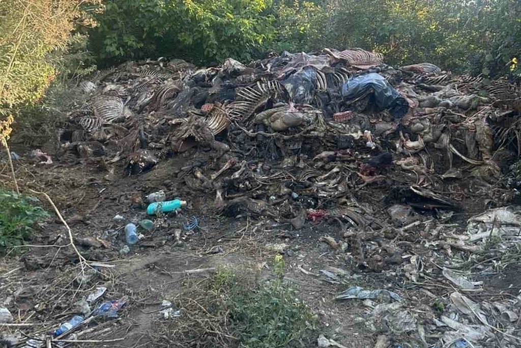 опасно месо и замърсени води: разкрита незаконна схема за клане на коне в сливенско