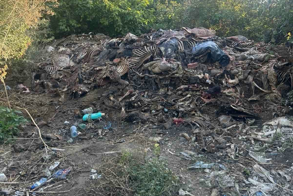 опасно месо и замърсени води: разкрита незаконна схема за клане на коне в сливенско