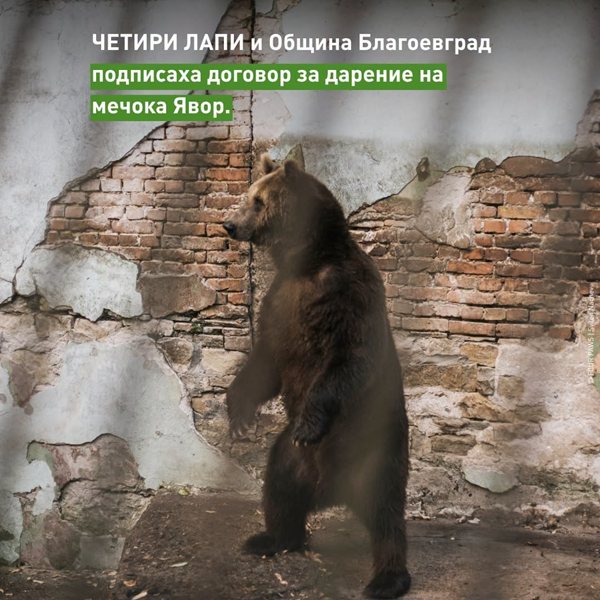 сбогом на бетона: мечокът явор започва своя нов живот сред природата в белица